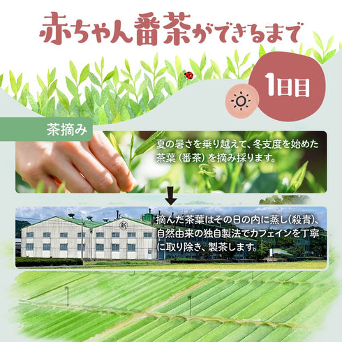 【メール便ギフト】太陽さんさん赤ちゃん番茶 農薬・化学肥料未使用 30個入